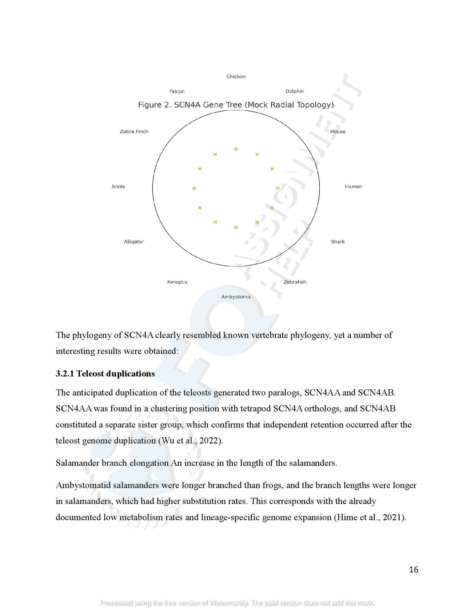 SCN4A Protein Evolution of amphibians species_00019