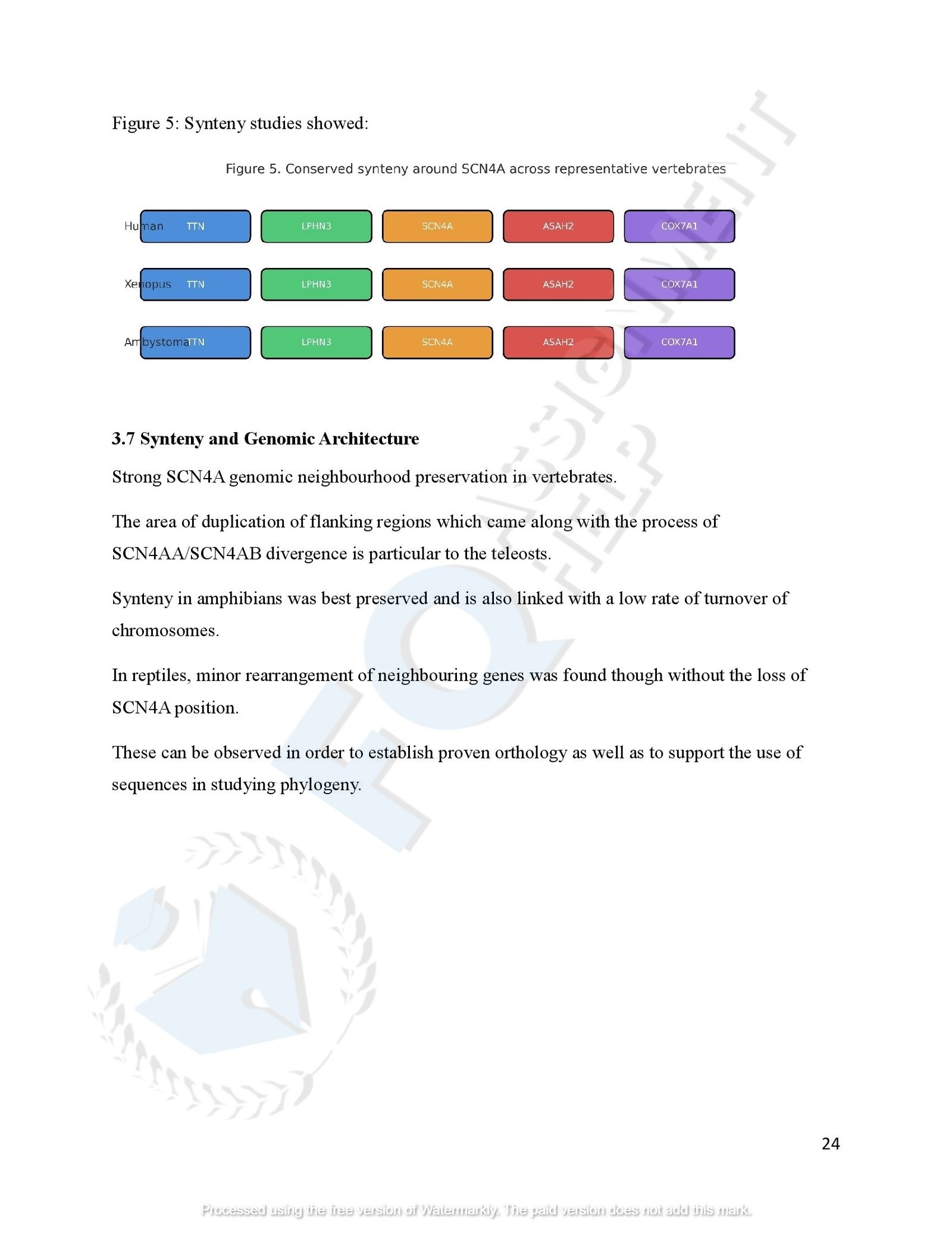 SCN4A Protein Evolution of amphibians species_00027